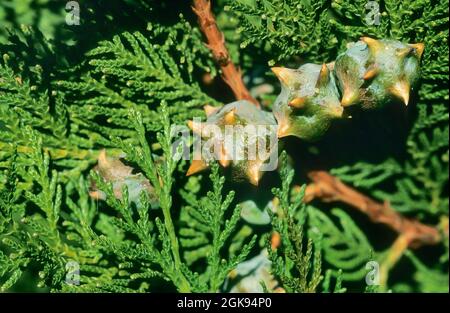 Chinese arbor vitae (Thuja orientalis, Platycladus orientalis, Biota orientalis, ), branch with cones Stock Photo