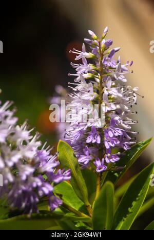 Close up of blooming Hebe lilac flowers - Hebe andersonii Stock Photo