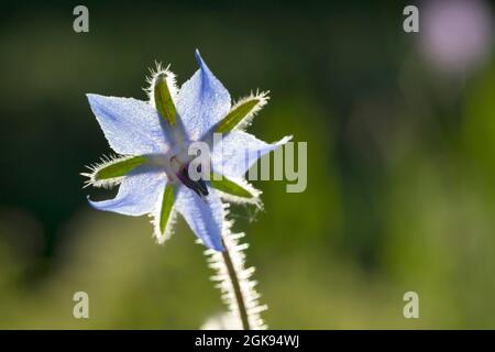 common borage (Borago officinalis), flower in backlight Stock Photo