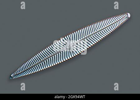 diatom (Diatomeae), diatoms of Marienwerden, Differential interference contrast microscopy, magnification x 140 related to a print of 35 mm, Germany, Stock Photo