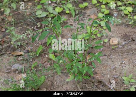 lamb's quarters, lambsquarters, pigweed, fat-hen (Chenopodium album), Habit, Germany Stock Photo