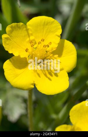 silver weed, silverweed cinquefoil (Potentilla anserina), flower, Germany Stock Photo