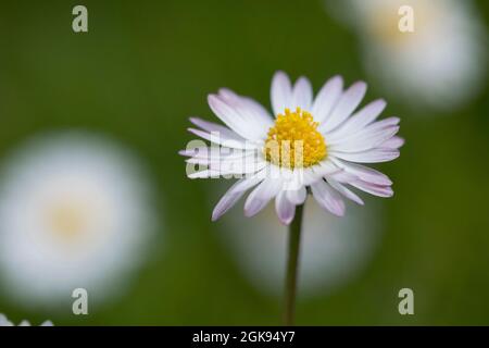 common daisy, lawn daisy, English daisy (Bellis perennis), Flower head, Germany
