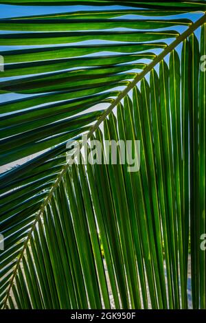 Close up of a palm leaf on Seven Mile Beach, Grand Cayman Stock Photo