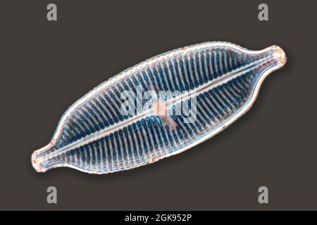 diatom (Diatomeae), diatoms of Marienwerden, Differential interference contrast microscopy, magnification x 140 related to a print of 35 mm, Germany, Stock Photo