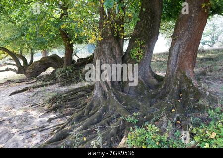 European elm, European White Elm, Fluttering Elm, Spreading Elm, Russian Elm (Ulmus laevis, Ulmus effusa), at the Elbtalauen, Germany, Stock Photo