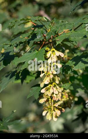 sycamore maple, great maple (Acer pseudoplatanus), twig with leaves and fruits, Germany Stock Photo