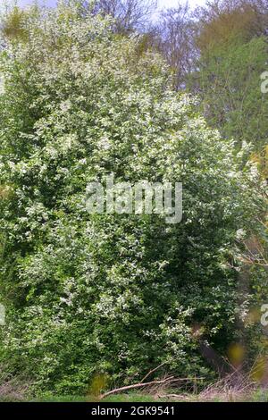 European bird cherry (Prunus padus, Padus avium), Blooming, Germany Stock Photo