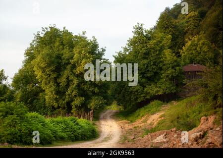 the view of countryside dirt road with alder trees in gilan province, Iran Stock Photo