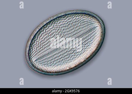 diatom (Diatomeae), diatoms of Marienwerden, Differential interference contrast microscopy, magnification x 140 related to a print of 35 mm, Germany, Stock Photo