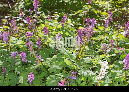bulbous corydalis, fumewort (Corydalis cava, Corydalis bulbosa), blooming, Germany Stock Photo