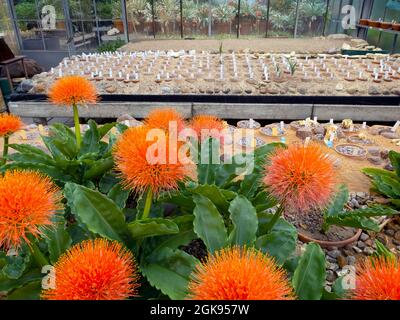 blood lily, cape tulip (Haemanthus spec.), Greenhouse at the Botanical Gardens Flottbek, Germany, Hamburg-Flottbek Stock Photo