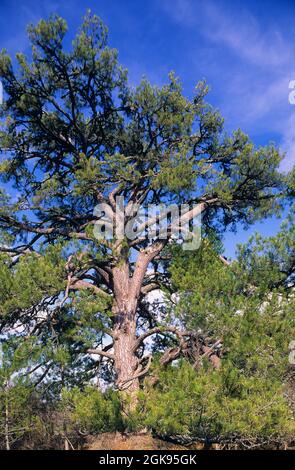 European black pine, Austrian pine, Black Pine, Corsican Pine (Pinus nigra), Single old European black pine Stock Photo