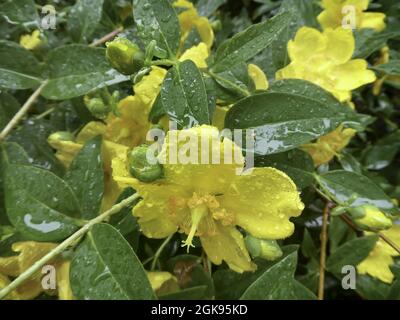 goldencup St. John's wort, yellow mosqueta (Hypericum patulum 'Hidcote', Hypericum patulum Hidcote), blooming, cultivar Hidcote, Germany Stock Photo