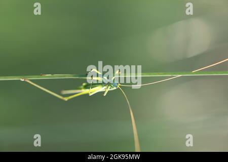 Sickle-bearing Bush-cricket, Sickle-bearing Bush cricket (Phaneroptera falcata), sits on a blade of grass in backlight, Germany, Bavaria Stock Photo