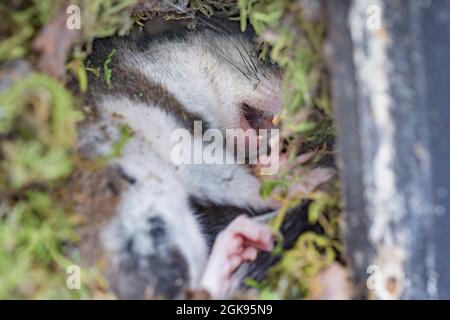 edible dormouse, edible commoner dormouse, fat dormouse, squirrel-tailed dormouse (Glis glis), Sleeps rolled-up, Germany, Bavaria Stock Photo