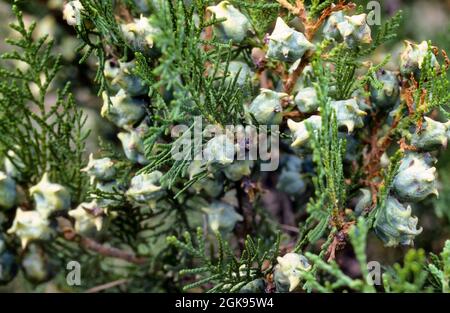 Chinese arbor vitae (Thuja orientalis, Platycladus orientalis, Biota orientalis, ), branch with cones Stock Photo