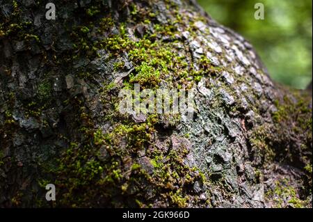 closeup view from maple tree trunk with moss covered and blurred background, gilan province, iran Stock Photo