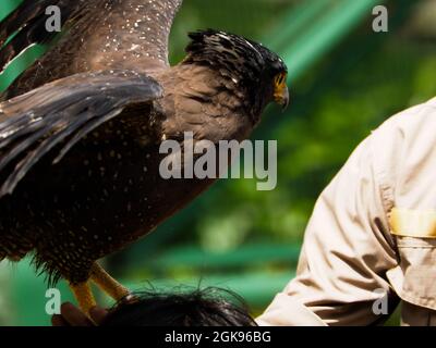 Picture of a Javanese Eagle / Elang Jawa (Nisaetus bartelsi) on a zoo. This bird is one of endangered animals. Stock Photo