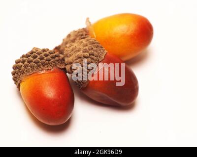 Close up shoot of artificial acorn. Shoot on an isolated background. Stock Photo