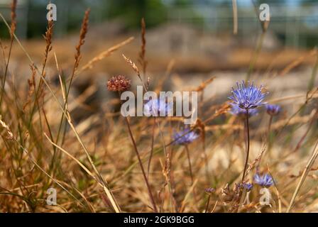 Macro of Blue field flowers in the dry grass - Jasione montana, Macro, Selective focus Stock Photo