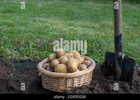 Digging potatoes. Harvesting potatoes in the garden Stock Photo