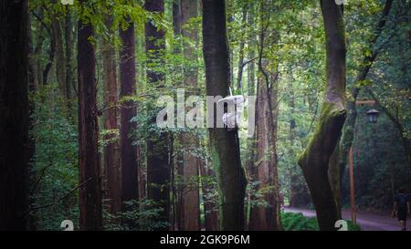 Hidden Surveillance CCTV camera mounted on a tree in the park, Hangzhou, China Stock Photo