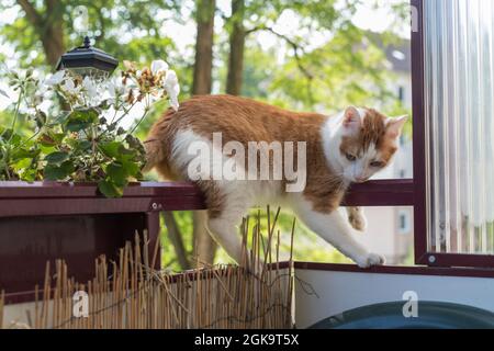 A cat on the railing of a balcony Stock Photo