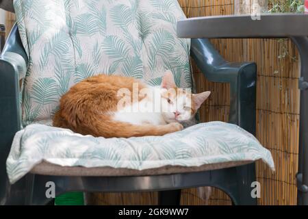 A pretty cat has chosen a chair on the balcony as a resting place Stock Photo