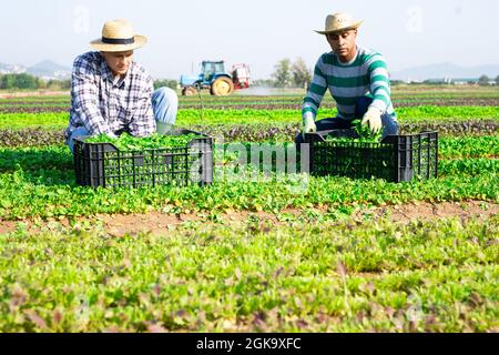 Farm workers picking corn salad on field Stock Photo