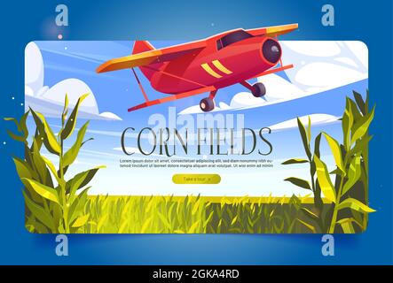 Corn fields banner with green cereal plants and red airplane. Vector poster with agriculture cornfield and flying biplane. Farmland with plantation of maize and aircraft jet in sky Stock Vector