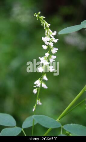 Honey clover or white melilot or Bokhara clover or white sweetclover or sweet clover (Melilotus albus) white flowers close up Stock Photo