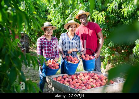 Happy farmers posing with harvest of peaches in the orchard Stock Photo