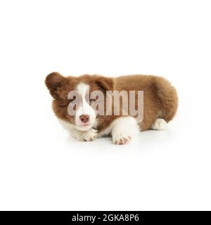 Brown white puppy border collie over white background. Stock Photo