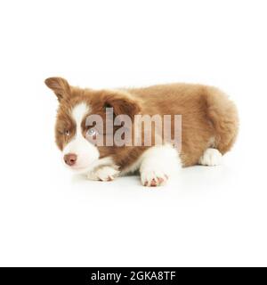 Brown white puppy border collie over white background. Stock Photo
