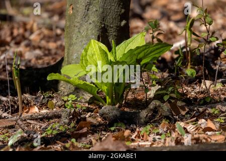 Skunk cabbage (Symplocarpus foetidus) is one of the first native  plants to grow and bloom in early spring in the Wisconsin. Stock Photo