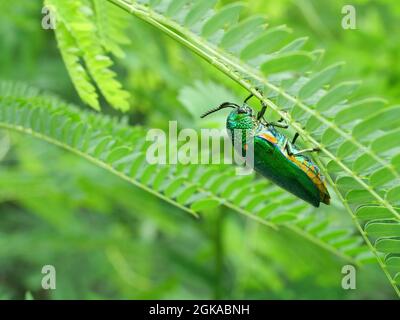 Green-legged metallic or Jewel beetle or Metallic wood-boring beetle ( Sternocera aequisignata ) on leaf tree plamt with natural green background Stock Photo