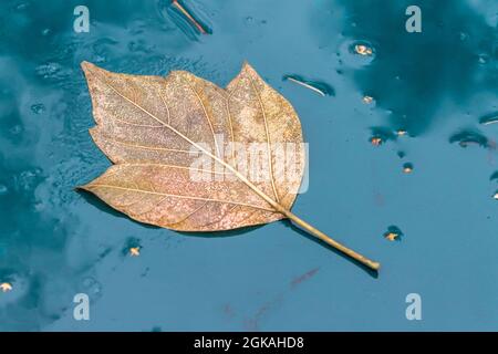 A dry fallen autumn leaf lies on a wet surface, symbolizing the arrival of autumn coolness Stock Photo