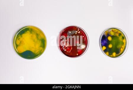 Close up of petri dish on laboratory desk at clinic. Professional instruments of glass plates with bacteria and virus prepared for microscopic analysis in biochemistry cabinet Stock Photo
