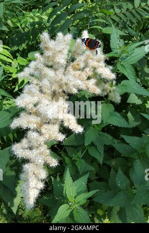 False spirea (Sorbaria sorbifolia) blossoming Stock Photo