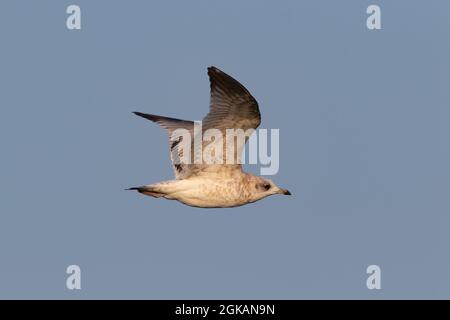 Juvenile Common Gull (Larus canus) in flight, Farmoor Reservoir, Oxon, UK Stock Photo