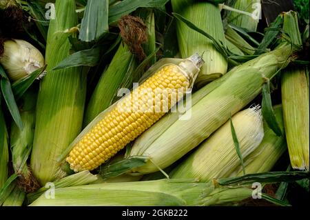 English sweetcorn in a street market in Hertfordshire Stock Photo
