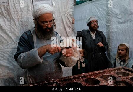 A Jewish Shochet (ritual slaughterer) slaughters chickens after they were used for the Kapparot ceremony performed by religious Jews ahead of Yom Kippur in Mea Shearim neighborhood, an ultra-Orthodox enclave in Jerusalem, Israel. Stock Photo