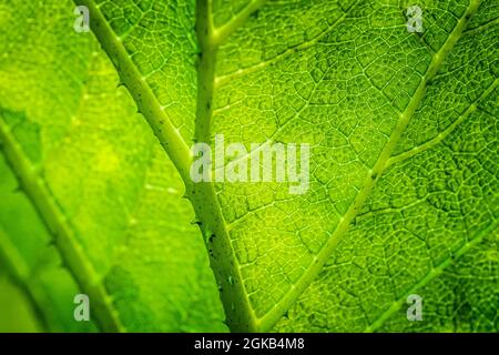 The underside of a leaf of Gunnera Manicata. Stock Photo