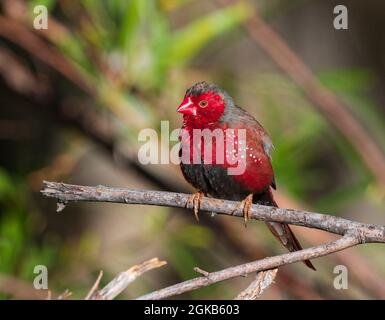 Striking portrait of a male Crimson Finch (Neochmia phaeton) perched on a branch, Mornington Wildlife Sanctuary, Kimberley Region, Western Australia, Stock Photo