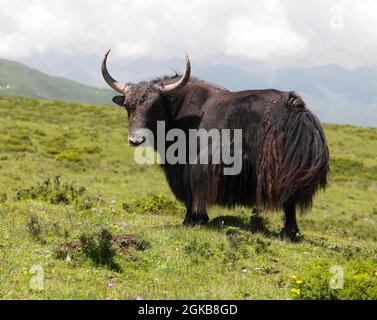 Group of Yaks - bos grunniens or bos mutus - in Langtang valley - Nepal Stock Photo