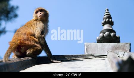 Monkey, Rhesus macaque (Macaca mulatta) at Swayambhunath monkey temple. Kathmandu, Nepal Stock Photo