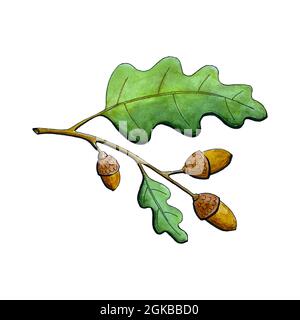 Oak branch with acorn and oak leaves watercolor, element of autumn decor. Hand drawing, doodling. Vector illustration Stock Vector