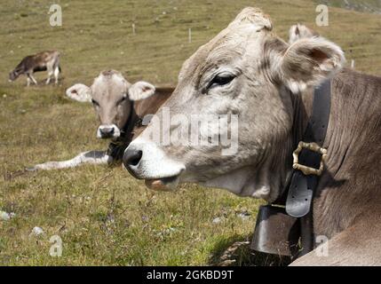 head of cow (bos primigenius taurus), with cowbell Stock Photo