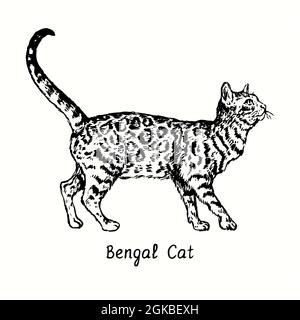 Drawing Bengal cat by Vanimelda4 | OurArtCorner